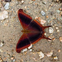 Brown butterly